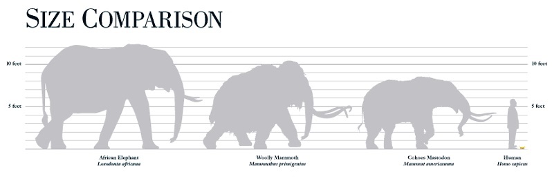 Image - Elephant Family Size Chart.jpg | Dinopedia | FANDOM powered by