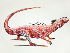 Acleistorhinus pteroticus