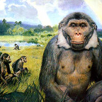 Sivapithecus Dinopedia Fandom