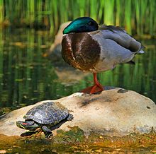 220px-Tortoise and the duck