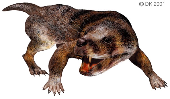Full body artist drawing of Thrinaxodon. Body has brown, short hair, with a somewhat sprawling limb posture, and a short tail. The head has sharp heterodont teeth with sharp canines.