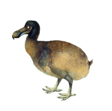 Dodo | Dinopedia | Fandom