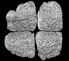 220px-Eosuchus osteoderms-1