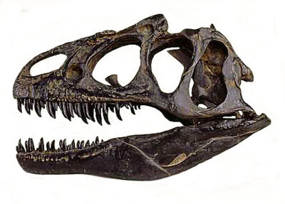 Skull