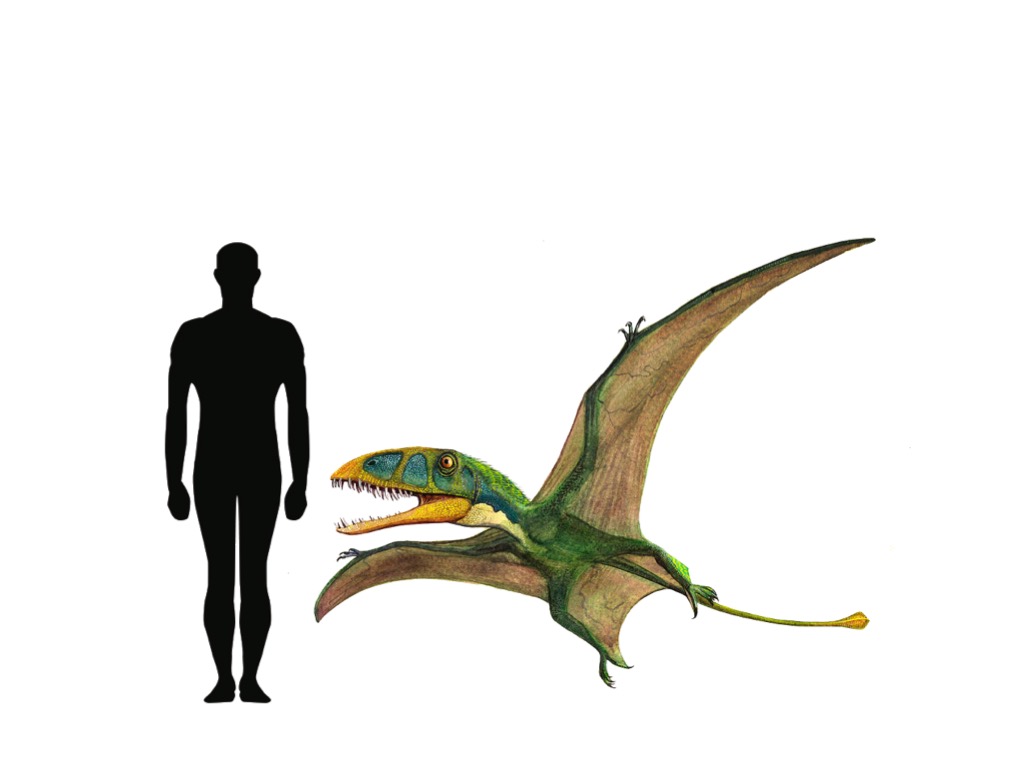 dimorphodon dinosaur