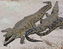 220px-NileCrocodile