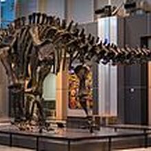 Brontosaurus Dinopedia Fandom