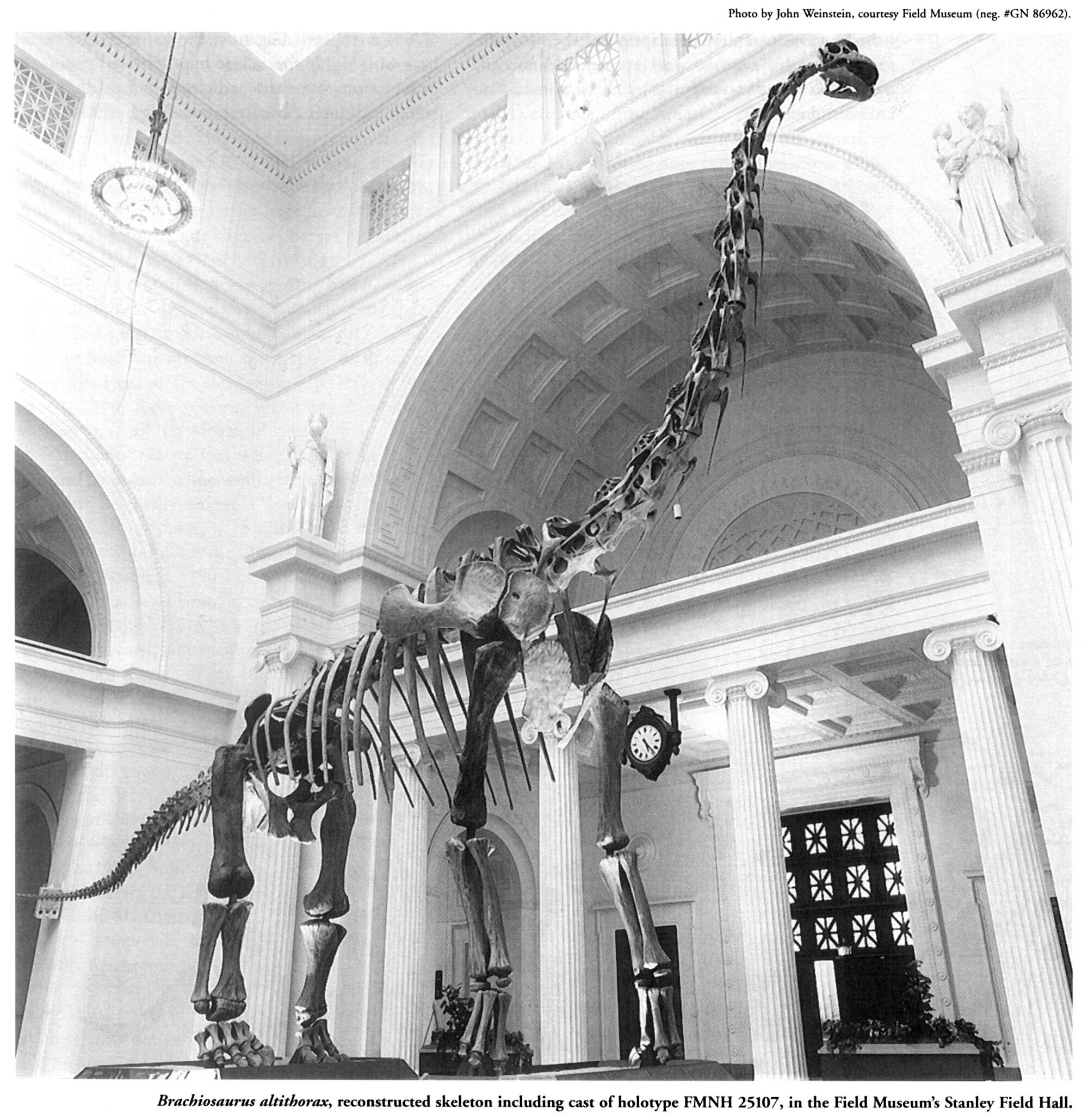 Image - Field Museum Brachiosaurus holotype Stanley Field Hall 1990s.jpg | Dinopedia | FANDOM