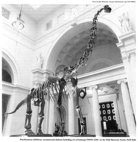 field museum brachiosaurus