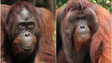 Orangutan