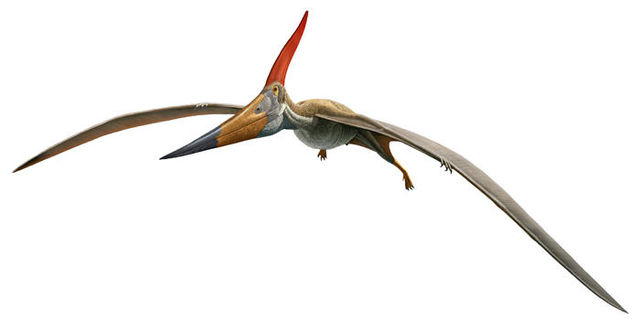 pteranodon is not a dinosaur