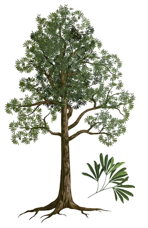 Glossopteris Tree Dinopedia FANDOM powered by Wikia