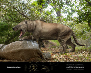 Hyaenodon gigas