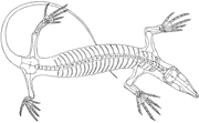 Millerettid skeleton