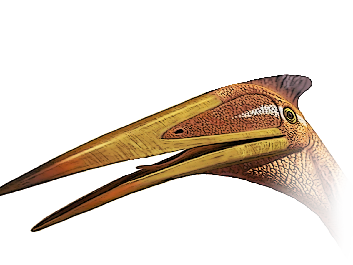 Pterodactyl Quetzal Dinosaur