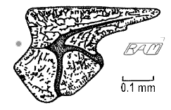 Elegestolepis