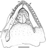 Pintosaurs skull ventral view