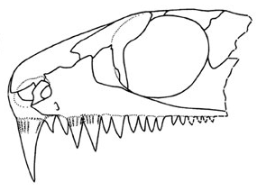 Colobomycter phoeleter skull