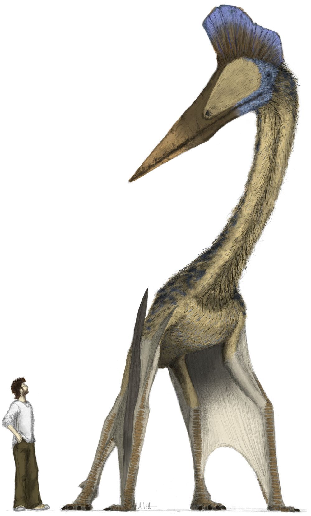 name of dinosaur with wings
