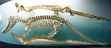 220px-Black caiman skeleton