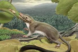 Adelobasileus1