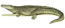 220px-Purussaurus BW