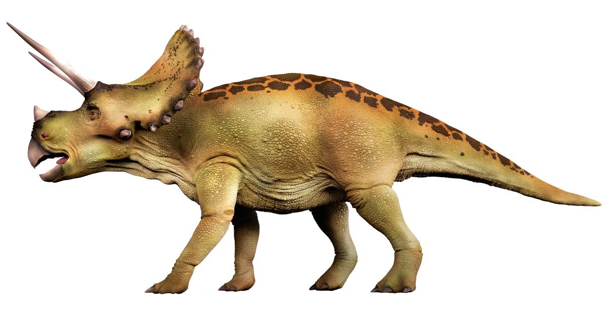 o triceratops