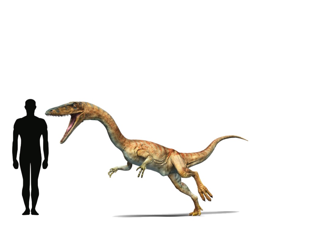 coelophysis walking with dinosaurs