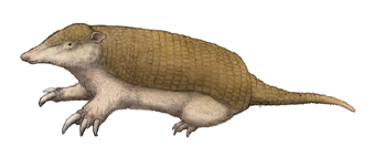 A Teoria de Tudo que está Vivo - Parte III - O Reinado dos Mamíferos 29 Resultado de imagem para Riostegotherium yanei