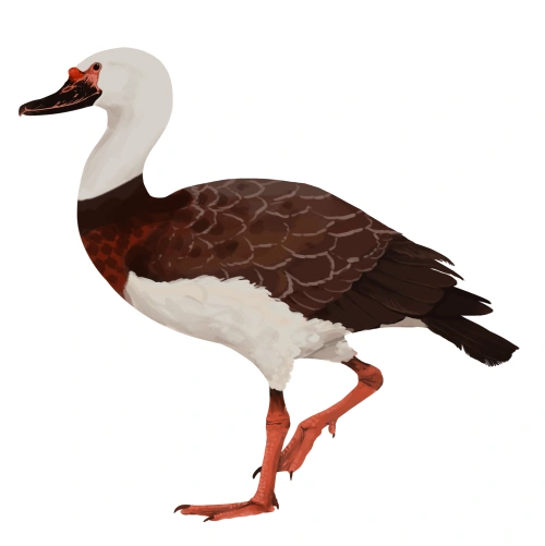 Teviornis Dinopedia FANDOM powered by Wikia