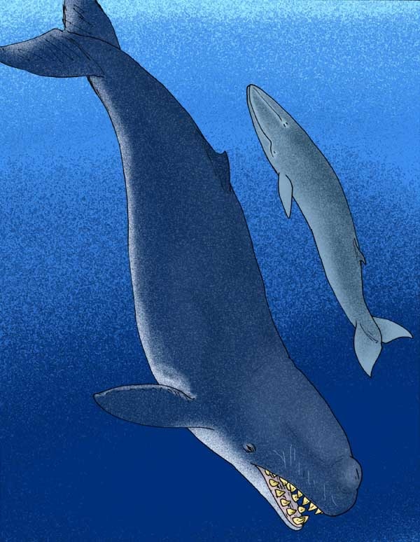are blue whales predators are blue whales predators