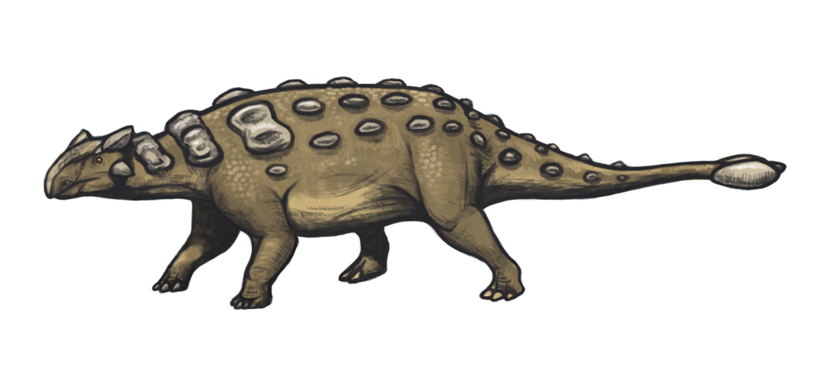 types of ankylosaurus