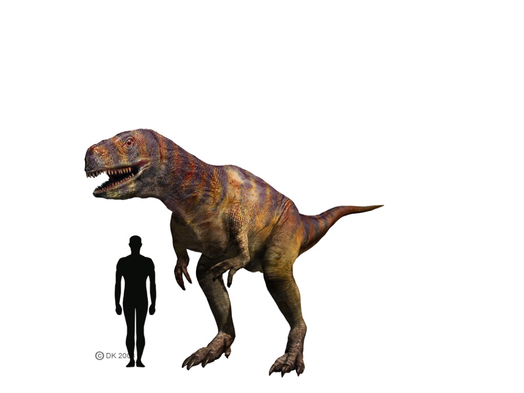 Image - Abelisaurus Size.jpeg  Dinopedia  FANDOM powered 