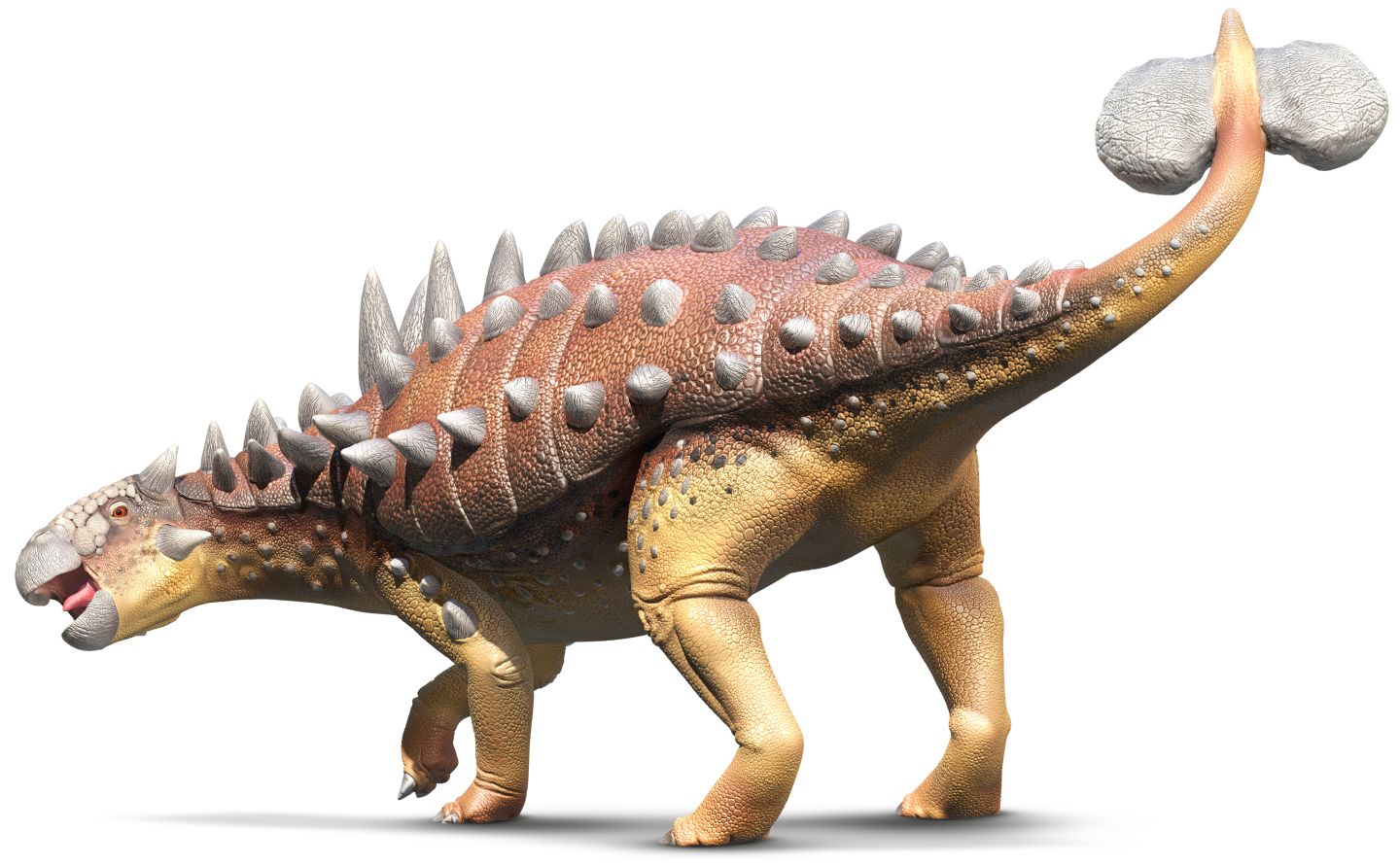 dinosaur with the spiked ball tail