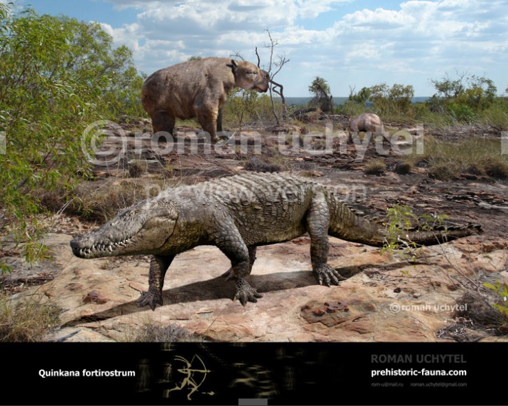 Вымерший ящер. Quinkana fortirostrum. Квинкана сухопутный крокодил. Квинкана вымершие крокодиломорфы. Квинкана и МЕГАЛАНИЯ.