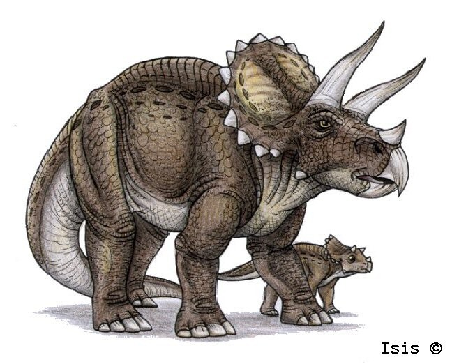 were triceratops herbivores