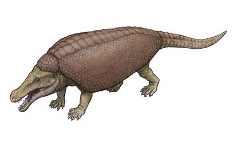 Armadillosuchus | Dinopedia | Fandom
