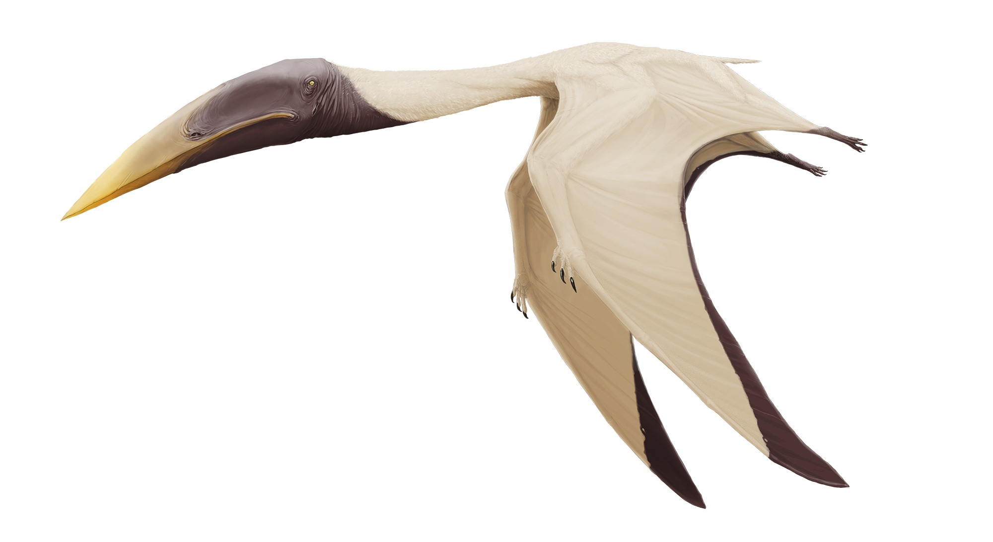 Azhdarcho Dinopedia FANDOM powered by Wikia