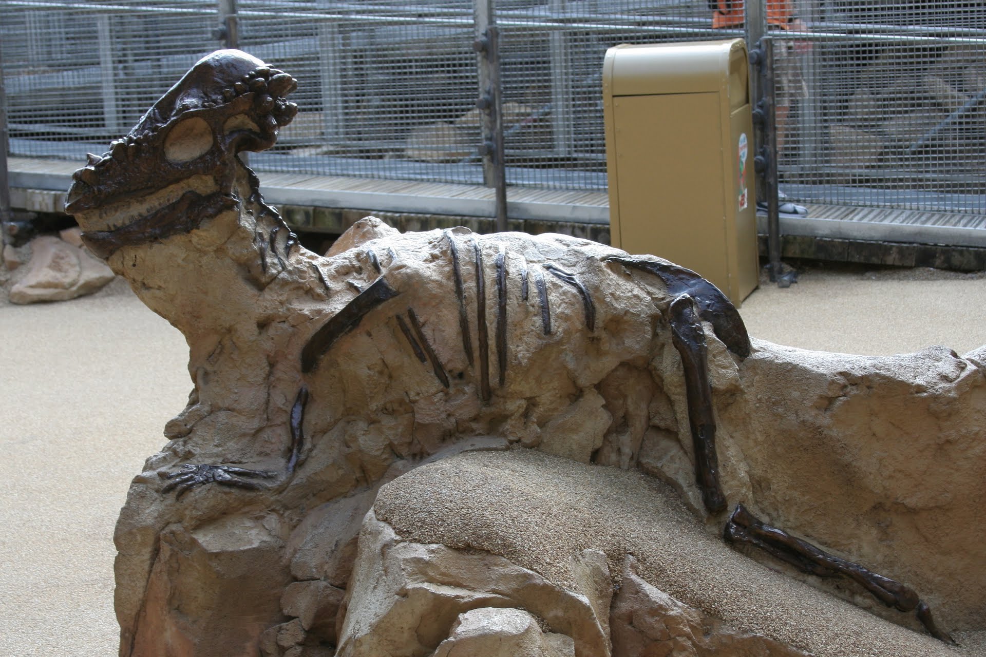 pachycephalosaurus fossil