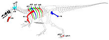 Allosaurus -Big Al II-