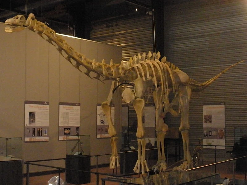 Ampelosaurus Dinopedia FANDOM powered by Wikia