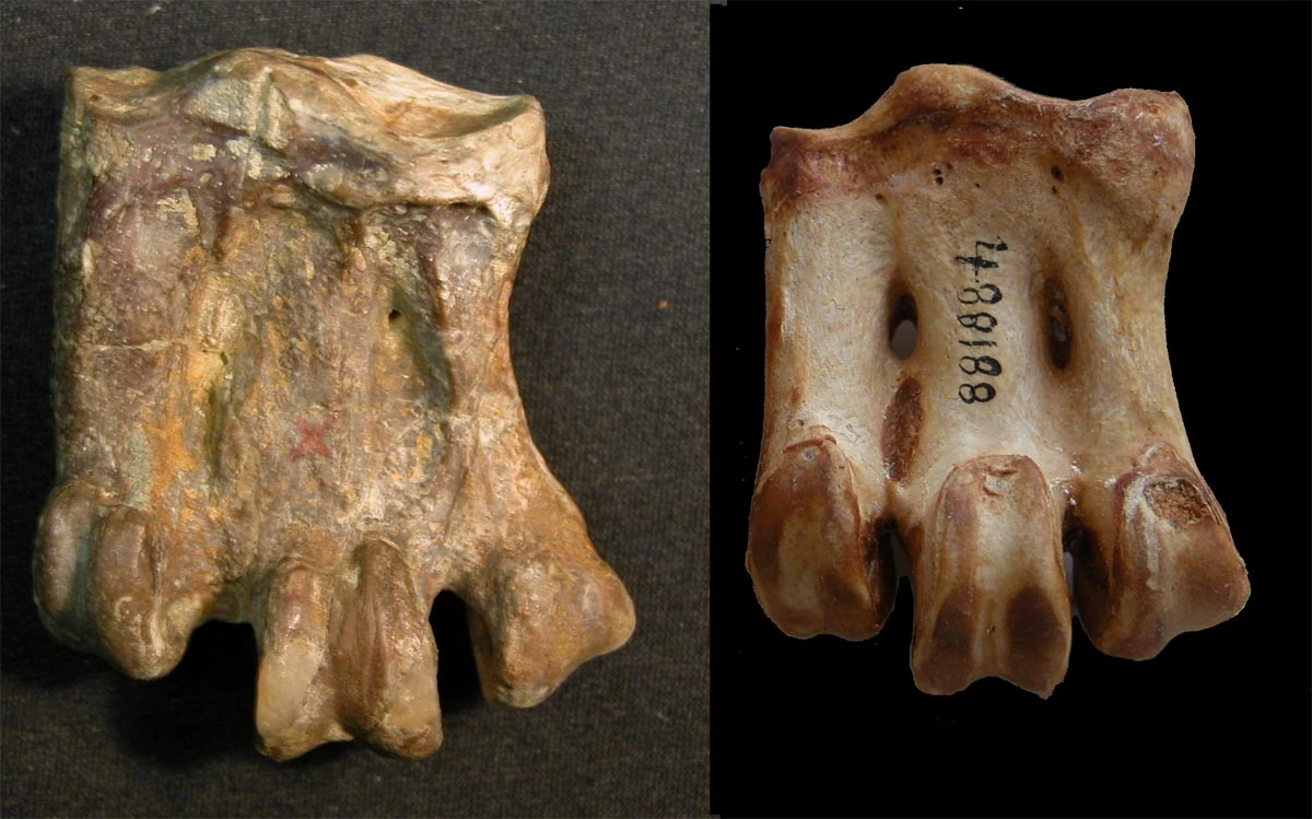 Aptenodytes ridgeni Dinopedia Fandom