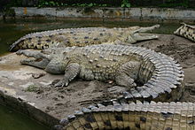220px-Croc inter