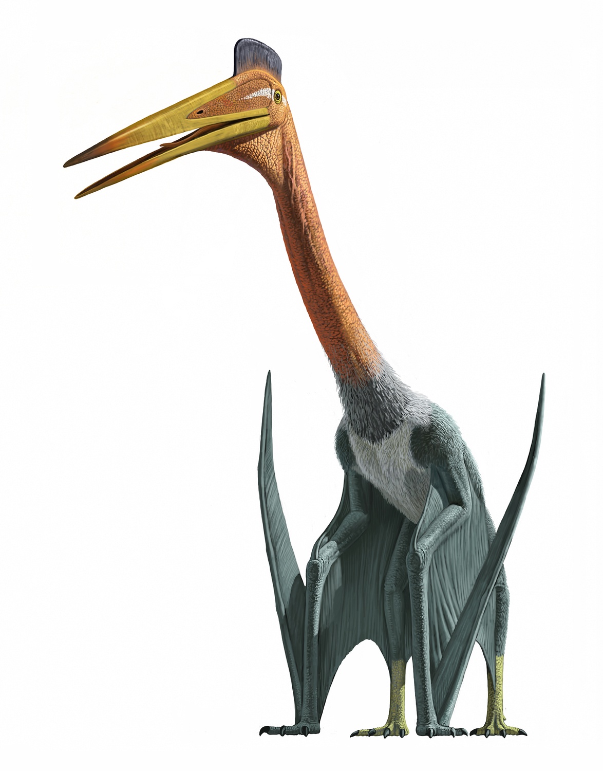 Pterodactyl Quetzal Dinosaur