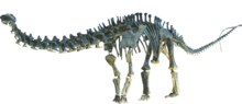 Apatosaurus Clean