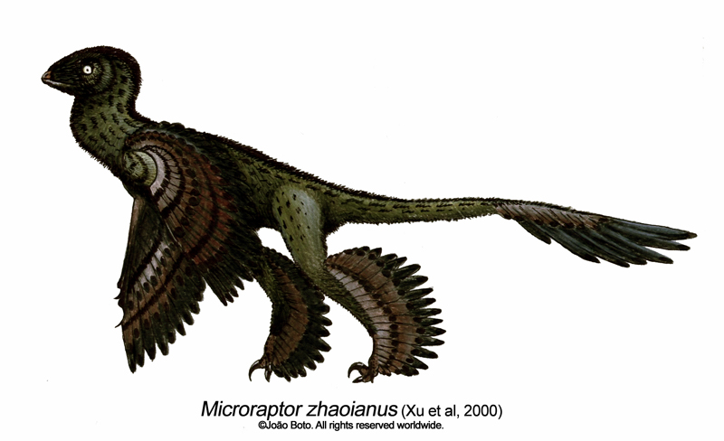 microraptor planet dinosaur