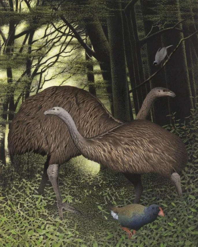 Dinornis Dinopedia FANDOM powered by Wikia