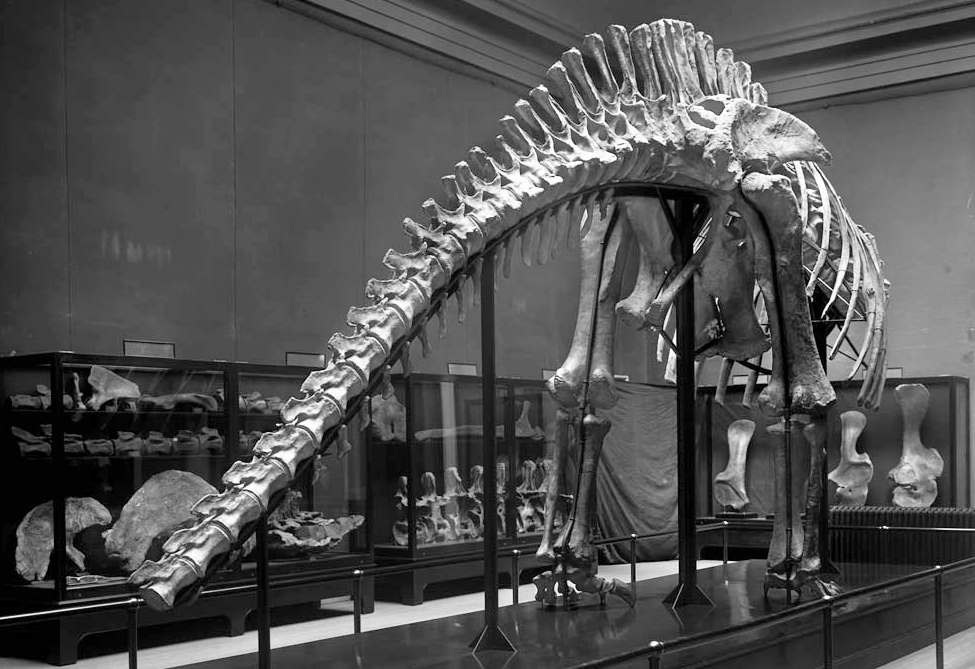 fossil brachiosaurus
