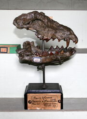 Canisetr