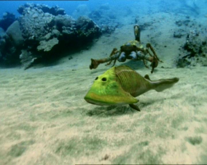 Cephalaspis Dinopedia FANDOM powered by Wikia